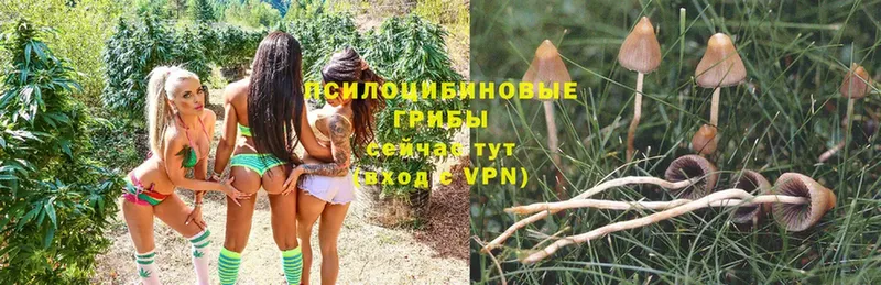 Галлюциногенные грибы Psilocybine cubensis  Бронницы 